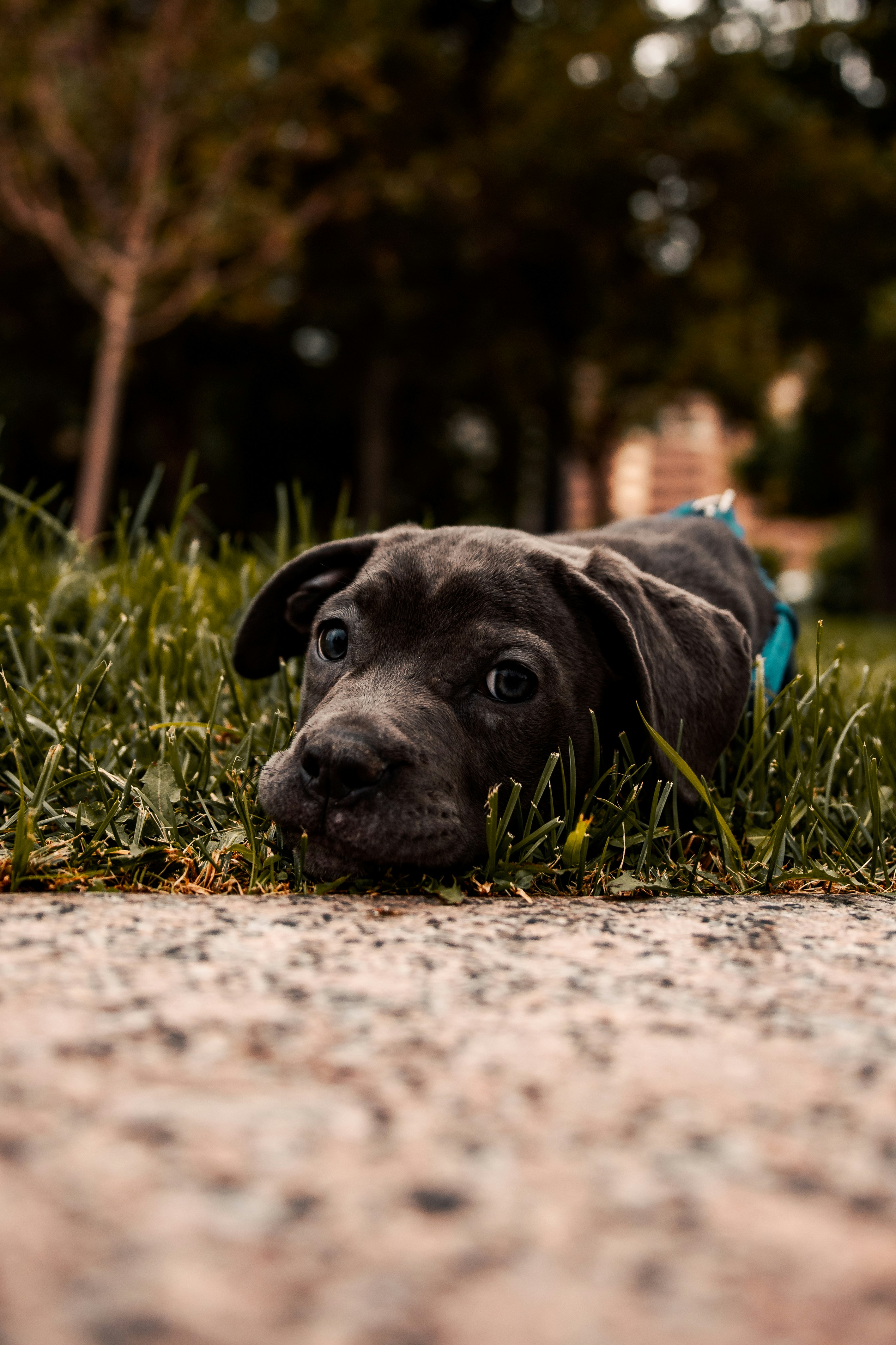 black short coat large dog lying on ground during daytime